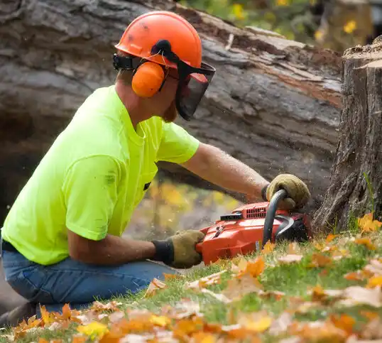 tree services Voorheesville